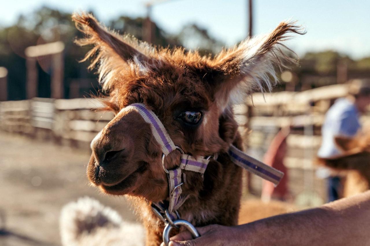 Hunter Valley Resort, Hunter Farm Adventure Centre & 4 Pines At The Farm Pokolbin Exterior photo