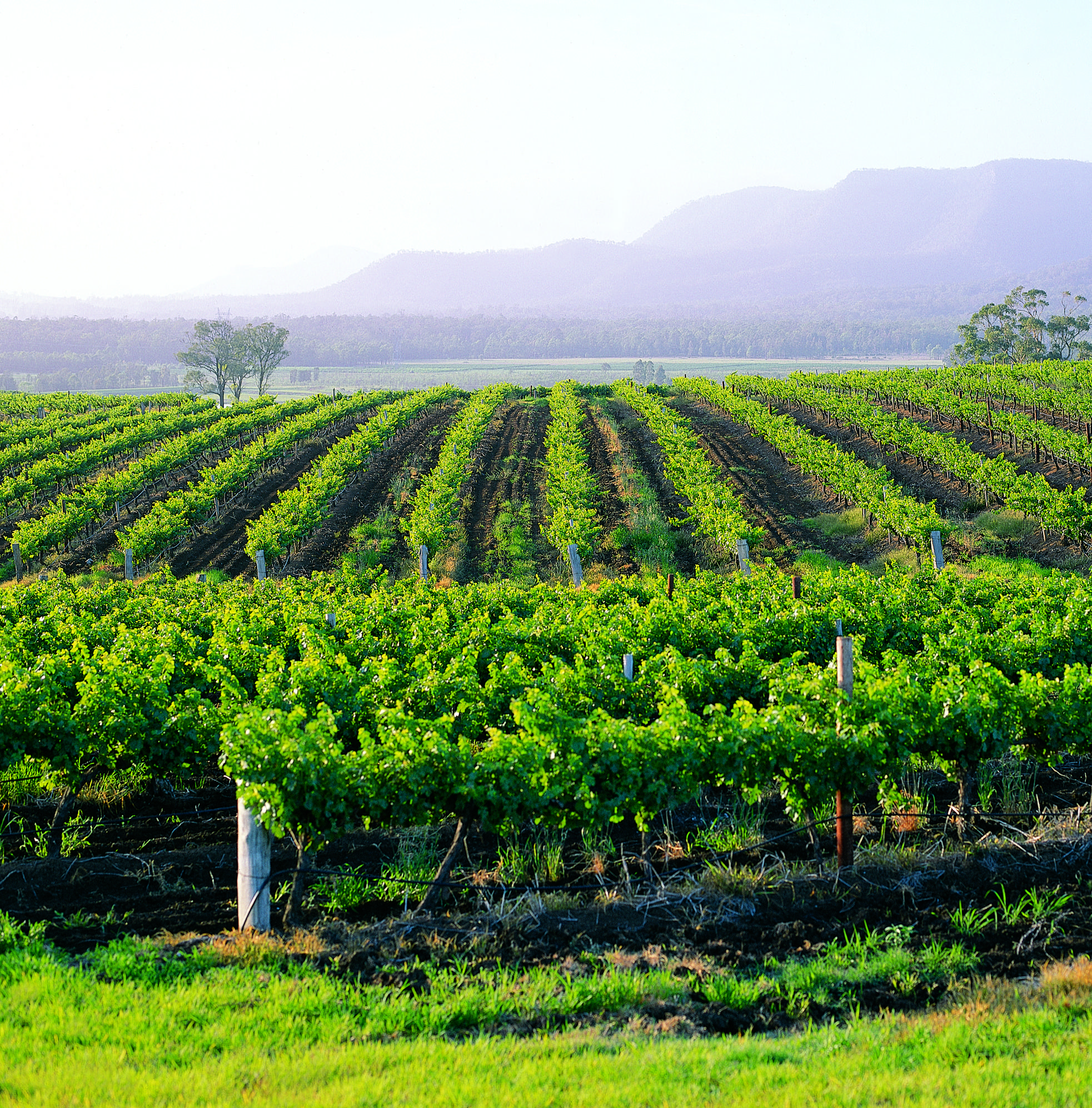 Hunter Valley Resort, Hunter Farm Adventure Centre & 4 Pines At The Farm Pokolbin Exterior photo